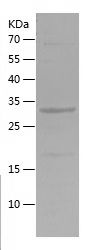    NOS1 / Recombinant Human NOS1