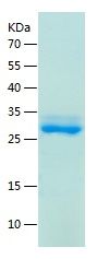    Osteocalcin / Recombinant Human Osteocalcin