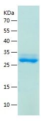    Osteocalcin / Recombinant Human Osteocalcin