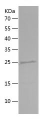    Osteopontin / Recombinant Human Osteopontin