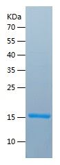    FGF2 / Recombinant Human FGF2