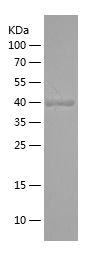    GCG / Recombinant Human GCG