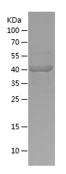    MYH4 / Recombinant Human MYH4