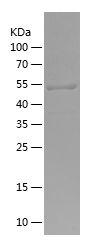    EXOC7 / Recombinant Human EXOC7