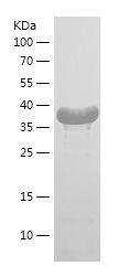    RNMT / Recombinant Human RNMT