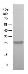    ROBO4 / Recombinant Human ROBO4