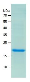    IL17A / Recombinant Human IL17A