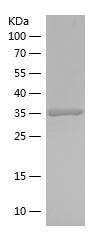 Recombinant Rat Ghrelin