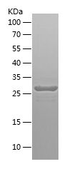    PEA / Recombinant Human PEA