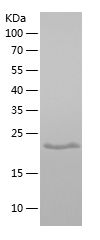    PRR13 / Recombinant Human PRR13