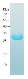    SPRR2F / Recombinant Human SPRR2F