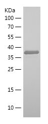    NRG1 / Recombinant Human NRG1