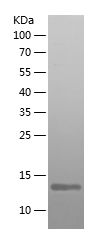    TAFA5 / Recombinant Human TAFA5