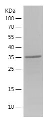    DRIM / Recombinant Human DRIM