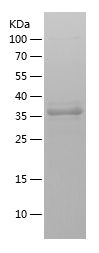    PIK3CB / Recombinant Human PIK3CB