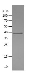    PI4KB / Recombinant Human PI4KB