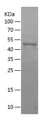    FOXP3 / Recombinant Human FOXP3