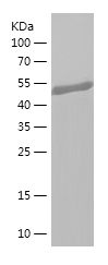    FRS2 / Recombinant Human FRS2