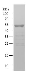    DOCK6 / Recombinant Human DOCK6