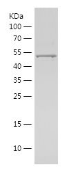    MMP1 / Recombinant Human MMP1