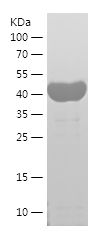    SEPTIN2 / Recombinant Human SEPTIN2