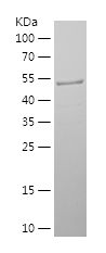    PGM2 / Recombinant Human PGM2