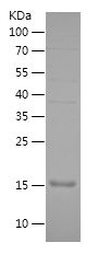    SEPTIN7 / Recombinant Human SEPTIN7