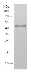    NXN / Recombinant Human NXN