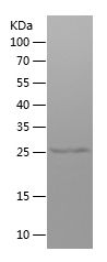    IGHG1 / Recombinant Human IGHG1