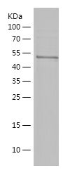    RBFOX3 / Recombinant Human RBFOX3