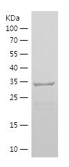    NES / Recombinant Human NES