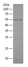    HAX1 / Recombinant Human HAX1