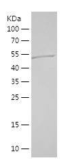    OPTN / Recombinant Human OPTN