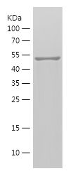    MMP2 / Recombinant Human MMP2