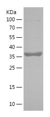    CD107a / Recombinant Human CD107a