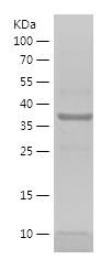    SECTM1 / Recombinant Human SECTM1