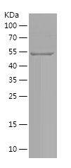    MITF / Recombinant Human MITF