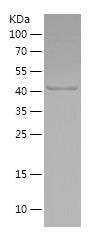    SOX2 / Recombinant Human SOX2