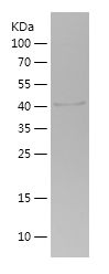    PIK3R1 / Recombinant Human PIK3R1