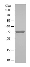    PRX5 / Recombinant Human PRX5