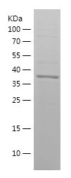    RHOA / Recombinant Human RHOA