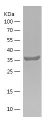    SHP1 / Recombinant Human SHP1