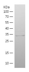    NRN1 / Recombinant Human NRN1