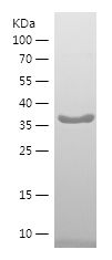    RPS3 / Recombinant Human RPS3