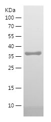    S1-1 / Recombinant Human S1-1