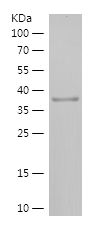    RPP21 / Recombinant Human RPP21