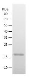    Myoglobin / Recombinant Human Myoglobin