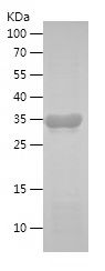    RPA1 / Recombinant Human RPA1