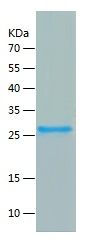    ANG1 / Recombinant Human ANG1