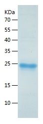    YAP1 / Recombinant Human YAP1